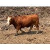 Image 5 : Birch Island Land & Cattle - 1075# July Delivery Heifers - 57 Head (Rhein, SK)
