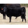 Image 3 : L & J Ranch - 640# Oct/Nov Steer Calves - 54 Head (Harptree, SK)