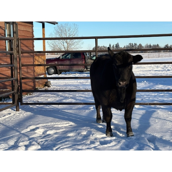 Crooked Creek Ranch - 1 Second Calver (Pen 413) *Later Calving*