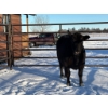 Image 1 : Crooked Creek Ranch - 1 Second Calver (Pen 413) *Later Calving*