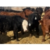 Image 8 : CV Bar Farms Ltd. - 950# April/May Delivery Steers - 180 Head (Scandia, AB)