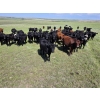 Image 5 : Twin Bridges Ranch - 800# August Delivery Grass Heifers - 160 Head (Maple Creek, SK)