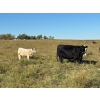 Image 5 : George Ranching - 600# November Delivery Steer Calves - 100 Head (Marwayne, AB)