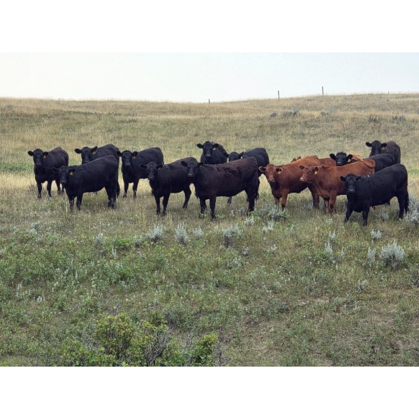 McDougald Ranch Ltd. - 820# August Delivery Grass Heifers - 75 Head (Maple Creek, SK)