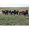 Image 1 : McDougald Ranch Ltd. - 820# August Delivery Grass Heifers - 75 Head (Maple Creek, SK)
