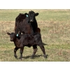 Image 9 : 9X Enterprises - 12 Black/BBF 1st Calf Pairs (Millicent, AB)