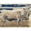 Image 5 : Stahlville Colony - 990# January Delivery Steers - 92 Head (Rockyford, AB)