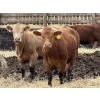 Image 5 : Lesher Lane Enterprises - 890# June Delivery Heifers - 204 Head (Lacombe, AB)