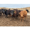 Image 1 : Chipping Hill Cattle Co. - 1075# July Delivery Steers - 224 Head (MacGregor, MB)