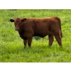 Image 6 : Murphy Farming Co. Inc. - 700# November Delivery Steer Calves - 85 Head (Calmar, AB)