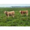 Image 6 : Double J Crop & Cattle Co.  - 650# September Delivery Steer Calves - 80 Head (Rimbey, AB)