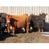 Image 2 : Willowside Ranch - 29 Simm/Angus X Bred Cows (Vibank, SK)