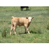 Image 11 : Circus Coulee Cattle - 550# November Delivery Steer Calves - 100 Head (Dorothy, AB) 