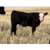 Image 4 : Watkins Rock Solid Ranch - 600# October Delivery Steer Calves - 160 Head (Craik, SK)