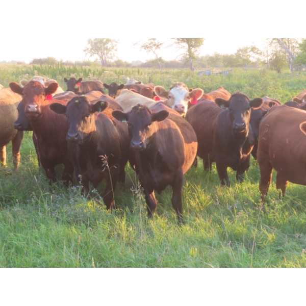 Tanner Grose & Robin Poole - 910# September Delivery Grass Heifers - 68 Head (Moosomin, SK)