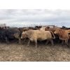 Image 3 : Fox Cattle Co. - 1025# November Delivery Open Heifers - 160 Head (Foam Lake, SK)