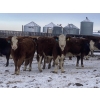 Image 5 : Four Forty Farms - 825# January Weaned Heifers - 65 Head (Eckville, AB)