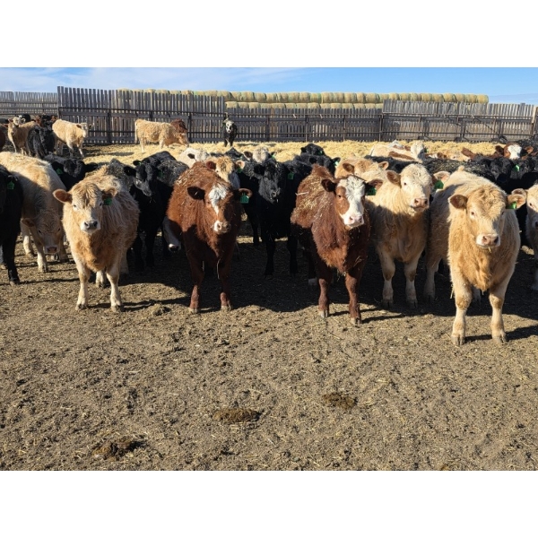 Downie Lake Colony - 860# March Delivery Heifers - 111 Head (Maple Creek, SK)
