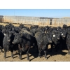 Image 4 : Downie Lake Colony - 860# March Delivery Heifers - 210 Head (Maple Creek, SK)