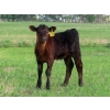 Image 3 : Knapp Farms - 500# November Delivery Heifer Calves - 100 Head (Southey, SK)