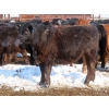 Image 12 : Bezan Cattle Corporation - 725# April/May Delivery Steers - 80 Head (Midale, SK)