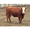 Image 5 : Church Hill Land & Cattle - 1550# June Delivery Fed Cows - 38 Head (Coderre, SK)