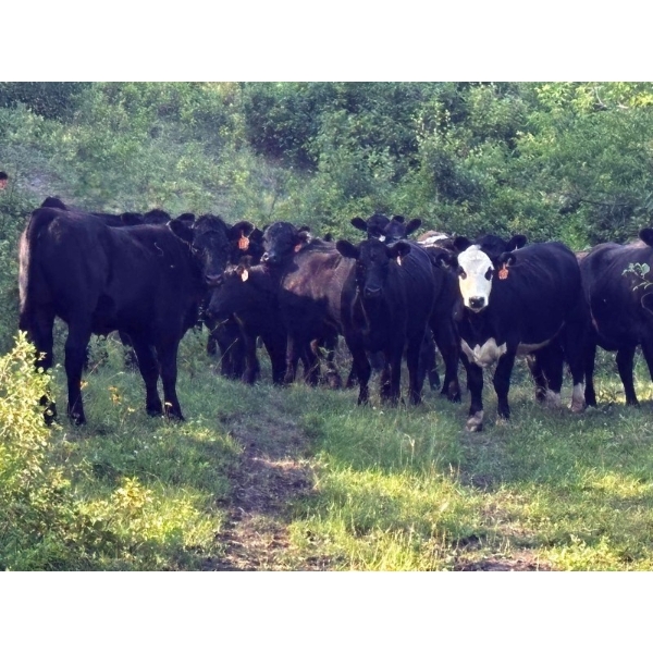 Little Rainbow Ranch - 50 Black & BBF Simm X Angus & Angus AI Bred Heifers (Moosomin, SK)