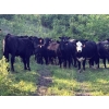 Image 1 : Little Rainbow Ranch - 50 Black & BBF Simm X Angus & Angus AI Bred Heifers (Moosomin, SK)
