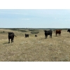 Image 7 : Rick Murphy - 980# October Delivery Grass Steers - 130 Head (Lloydminster, AB)