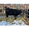Image 2 : 98 Ranch - 1 Cow (Pen 109)