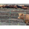 Image 4 : Gonnet Farms - 980# September Delivery Heifers - 160 Head (Onoway, AB)