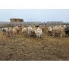 Image 5 : Ripple Rock Ranch - 740# March Delivery Steers - 70 Head (Fincastle, AB)