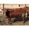 Image 11 : A&A Farms - 30 Dark Red Replacement Heifers (Coaldale, AB)