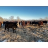 Image 4 : Chris Bartel - 1025# April Delivery Steers - 60 Head (Fort Vermilion, AB)