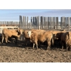 Image 8 : Williamson Farms - 1025# April Delivery Heifers - 291 Head (Bow City, AB)