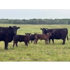 Image 2 : Franklin Cattle Co. - 600# December Delivery Heifer Calves - 200 Head (Marwayne, AB)