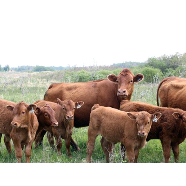 South Valley Farms - 750# February Delivery Weaned Steers - 70 Head (Rapid City, MB)