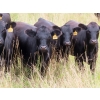Image 2 : Taylor Enterprises Inc. - 875# September Grass Heifers - 210 Head (Wawota, SK)
