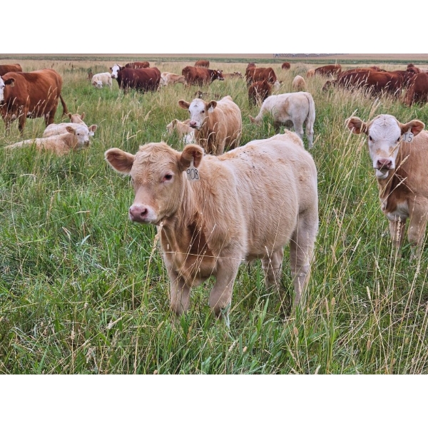 J&E Farms Ltd. - 650# Steer Calves - 80 Head (Tilley, AB)