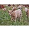 Image 4 : J&E Farms Ltd. - 650# November Delivery Steer Calves - 80 Head (Tilley, AB)
