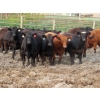 Image 1 : Little Rainbow Ranch - 1070# July/August Delivery Steers - 60 Head (Moosomin, SK)