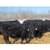 Image 5 : Double X Management - 36 5th Calvers (Langruth, MB)