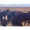 Image 9 : Triangle D Land & Cattle Co. - 775# October Delivery Grass Heifers - 28 Head (Hanley, SK)