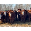 Image 3 : Wyatt & Brandy Dahm - 840# January Delivery Steers - 150 Head (Keephills, AB)
