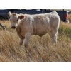Image 7 : Logan Brothers (Rod, Barry & Bruce) - 695# Steer Calves - 80 Head (Oyen, AB)
