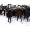 Image 4 : Little Rainbow Ranch - 22 Black & BBF Simm X Angus April/May Calving Bred Heifers (Moosomin, SK)