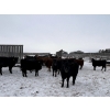 Image 5 : Star Over Bar Ranch Ltd. - 670# December Delivery Weaned Heifers - 25 Head (Biggar, SK)