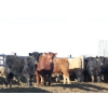 Image 4 : Martee Farm & Ranch - 740# February Weaned Heifers - 83 Head (Midale, SK) VBP+