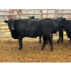 Image 3 : D6 Cattle Farm - 17 Heifers (Pen 519)