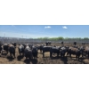 Image 6 : Theresa Guenther - 1010# June/July Delivery Steers - 53 Head (Bow Island, AB)